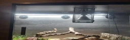 Monitor reptiles for sale: 7 month old ackie monitor and vivarium - Advert 2