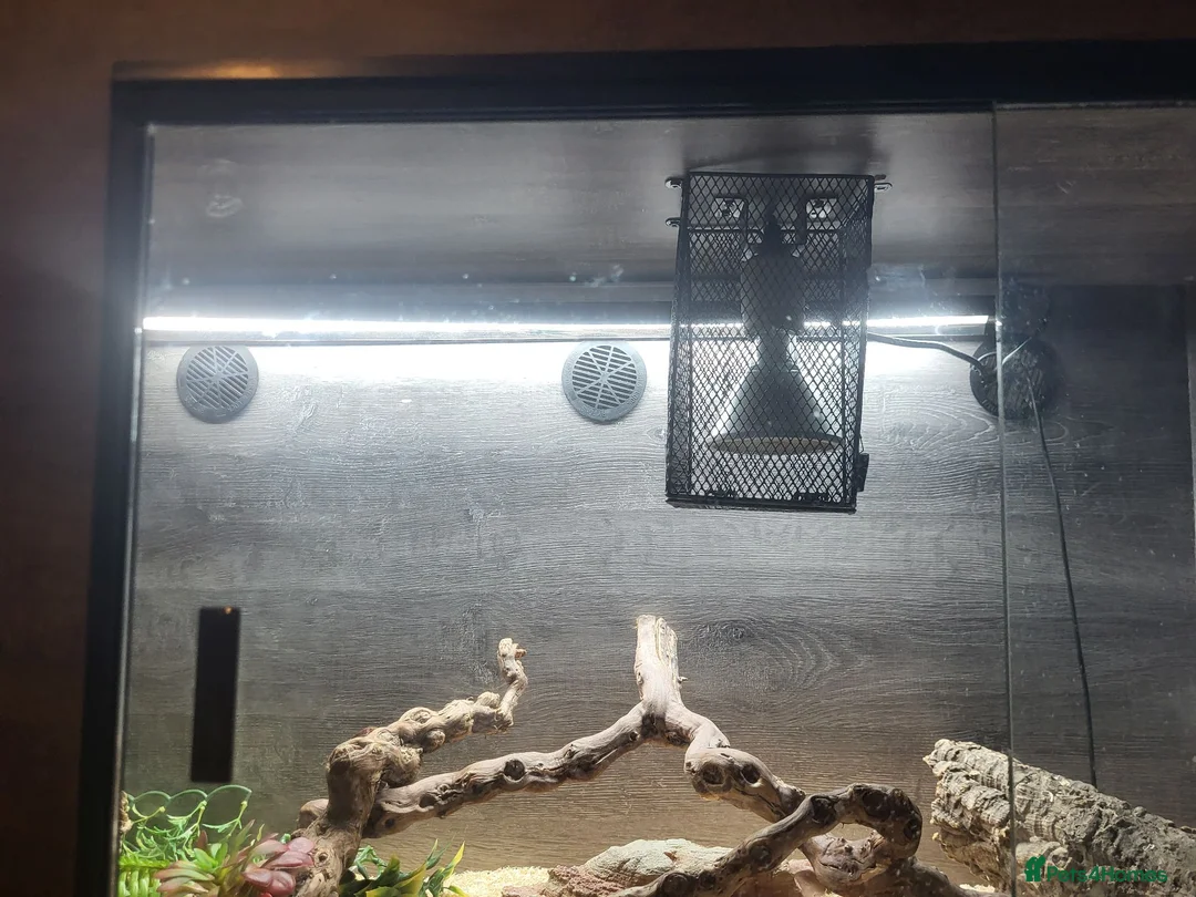 Monitor reptiles for sale: 7 month old ackie monitor and vivarium - Advert 2