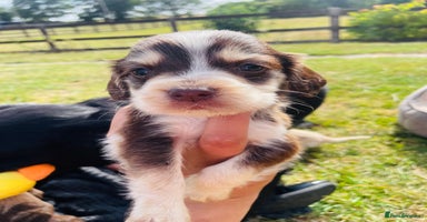 Cocker Spaniel dogs - Advert 7