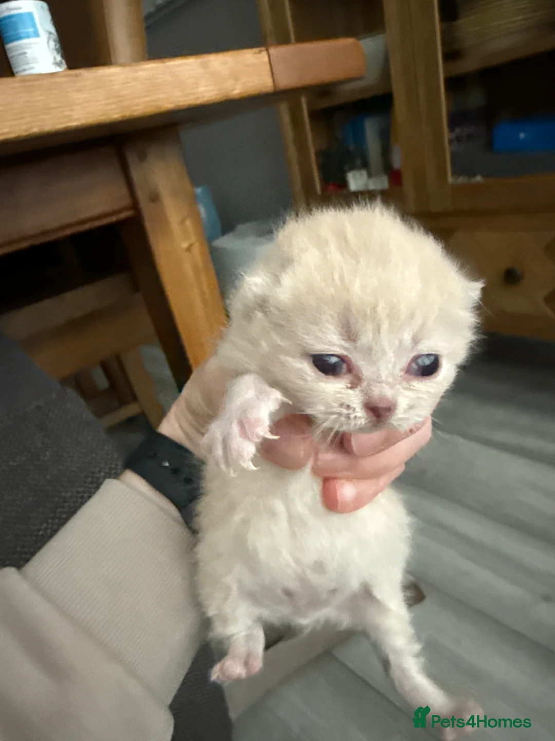 British Shorthair cats for sale: Active register BSH kittens - Advert 8