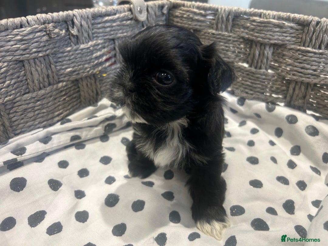 Shih Tzu dogs for sale: Litter of 5 Shih tzu puppys - Image 3