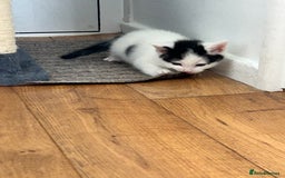 British Shorthair cats for sale: Four beautiful kittens - Image 12