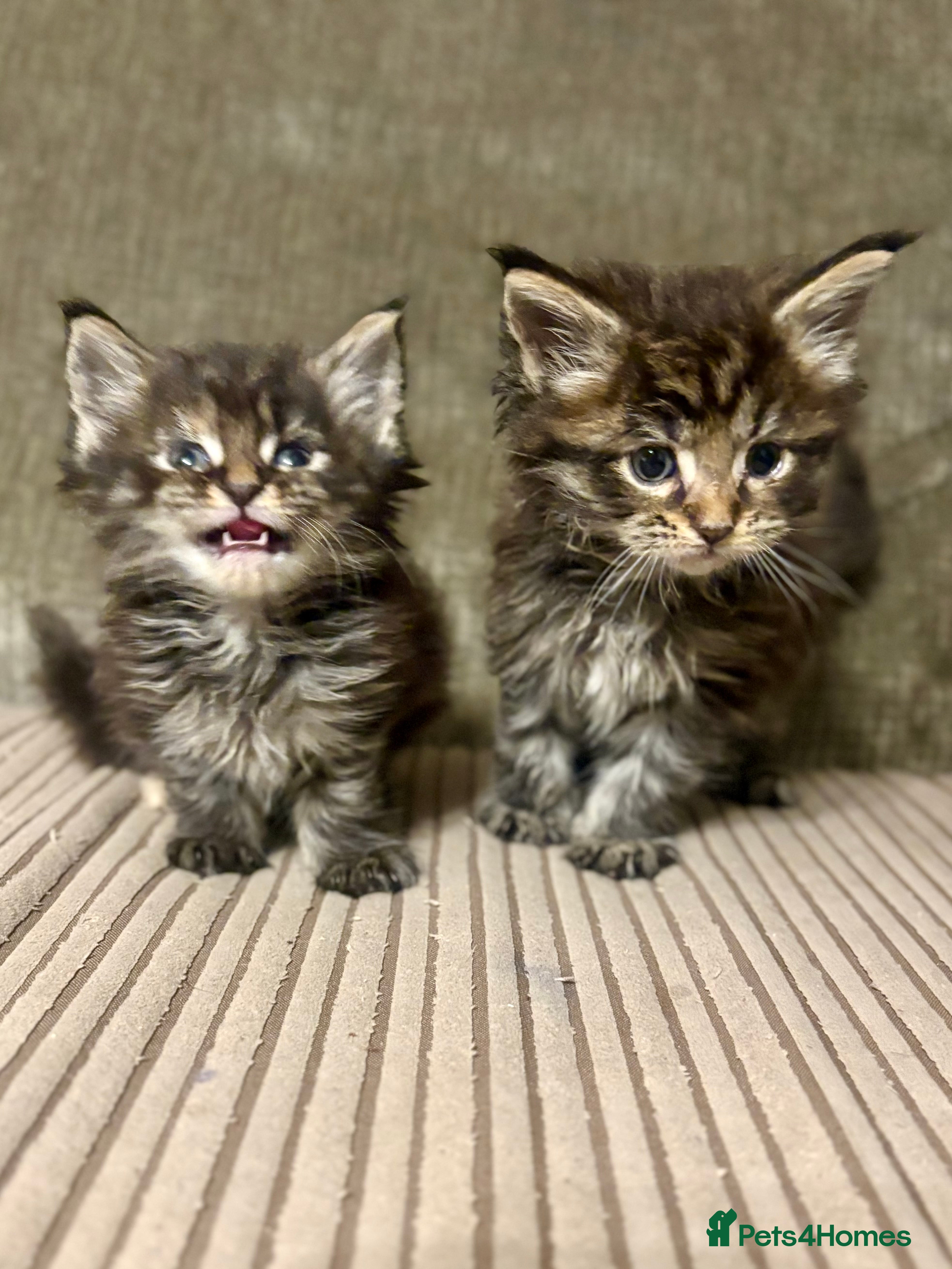 Maine Coon cats Pedigree Maine coons - Advert 6