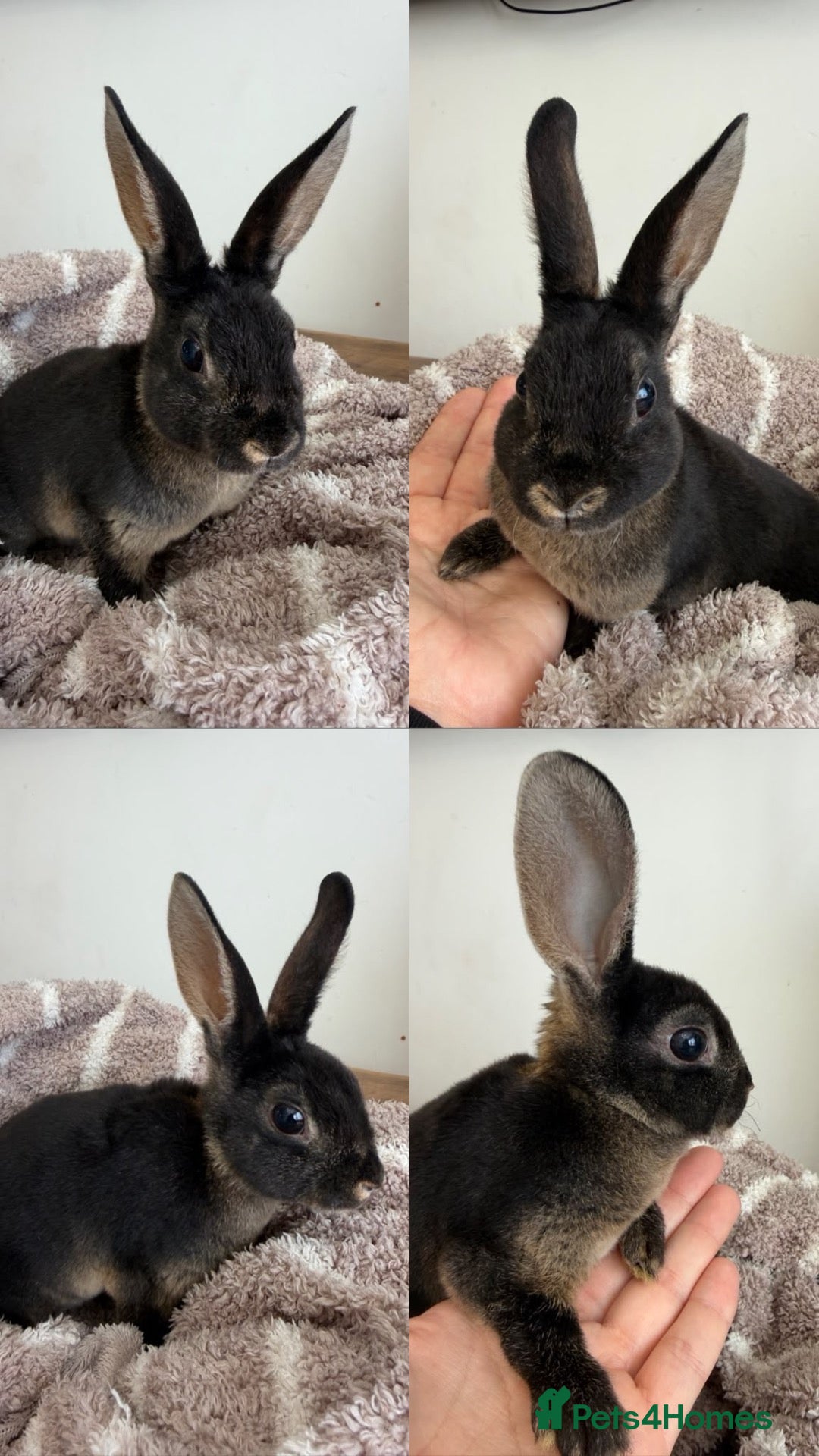 Rex rabbits Mini Rex Babies Ready To Go  - Advert 12