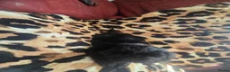 Shih Tzu dogs for sale: 4 shit tzu puppy's  - Advert 14