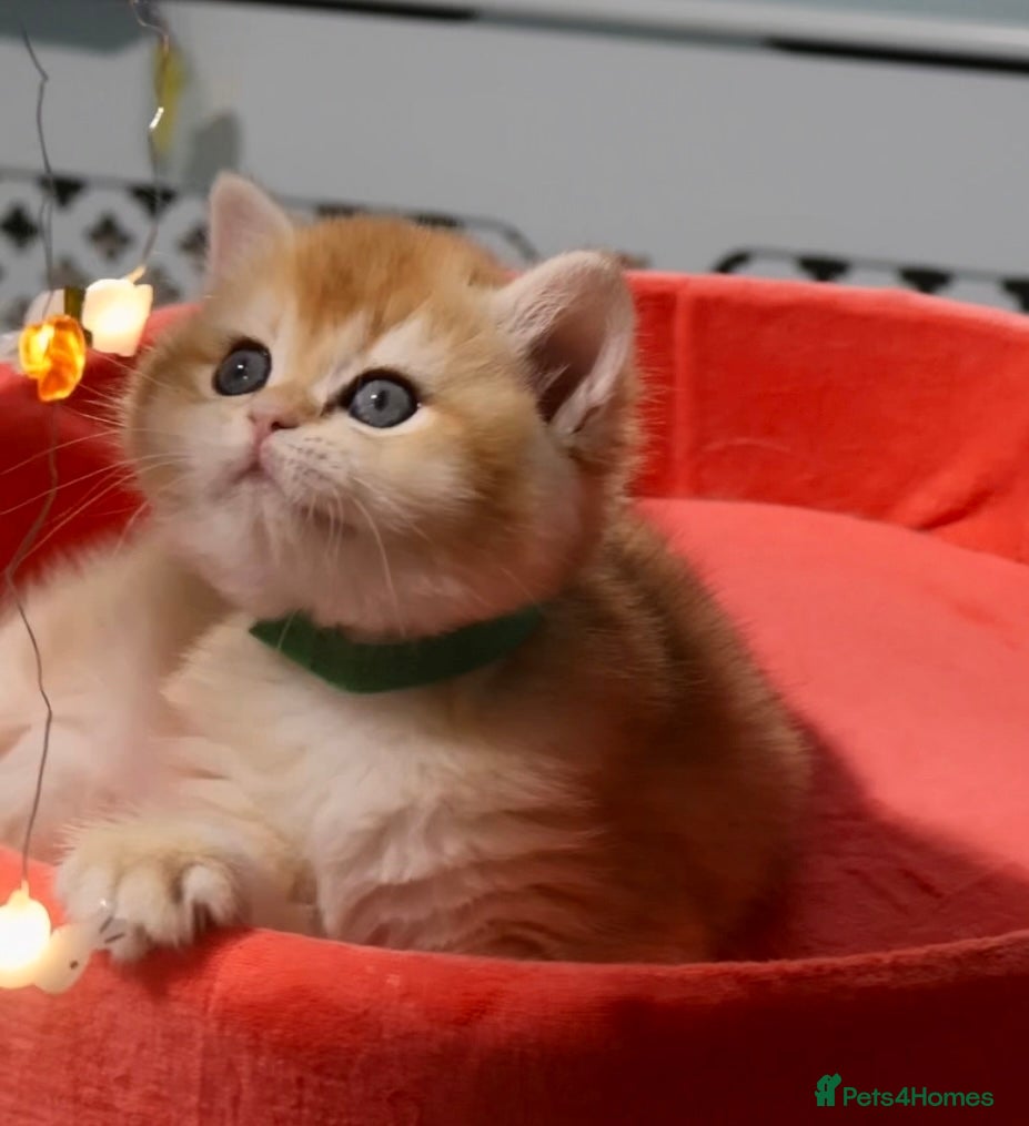 British Shorthair cats 🧿Luxurious Exclusive Golden BSH girl ready20.12 ✨ - Advert 5