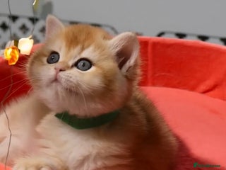 British Shorthair cats 🧿Luxurious Exclusive Golden BSH girl ready20.12 ✨ - Advert 1