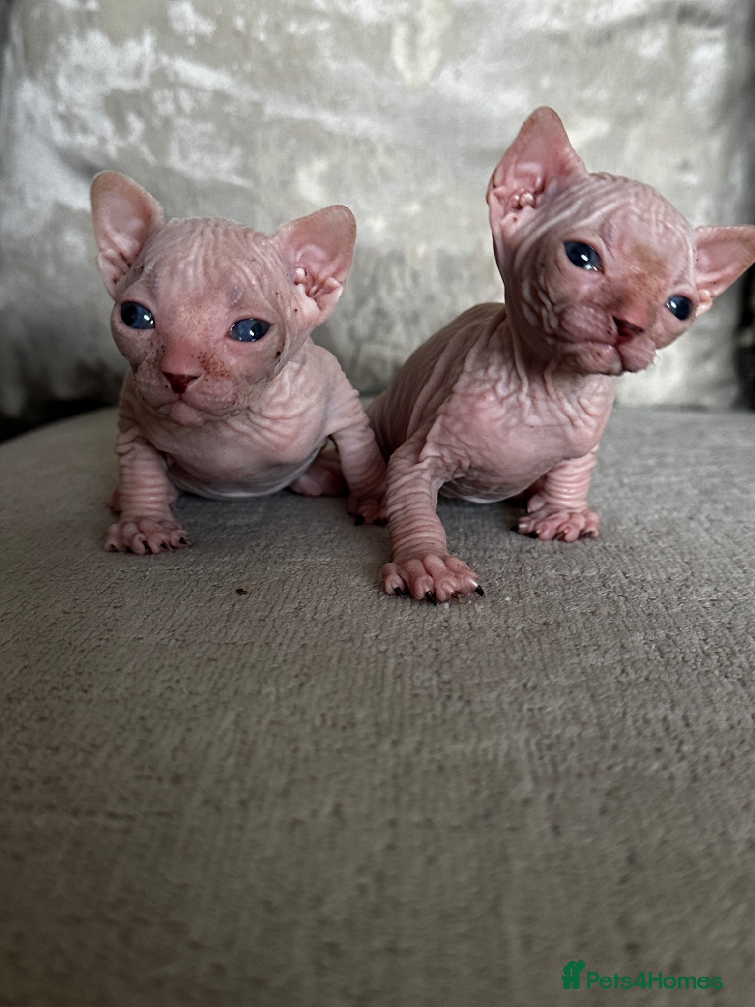 Sphynx cats Two male pink wrinkled Sphynx kittens  - Advert 14