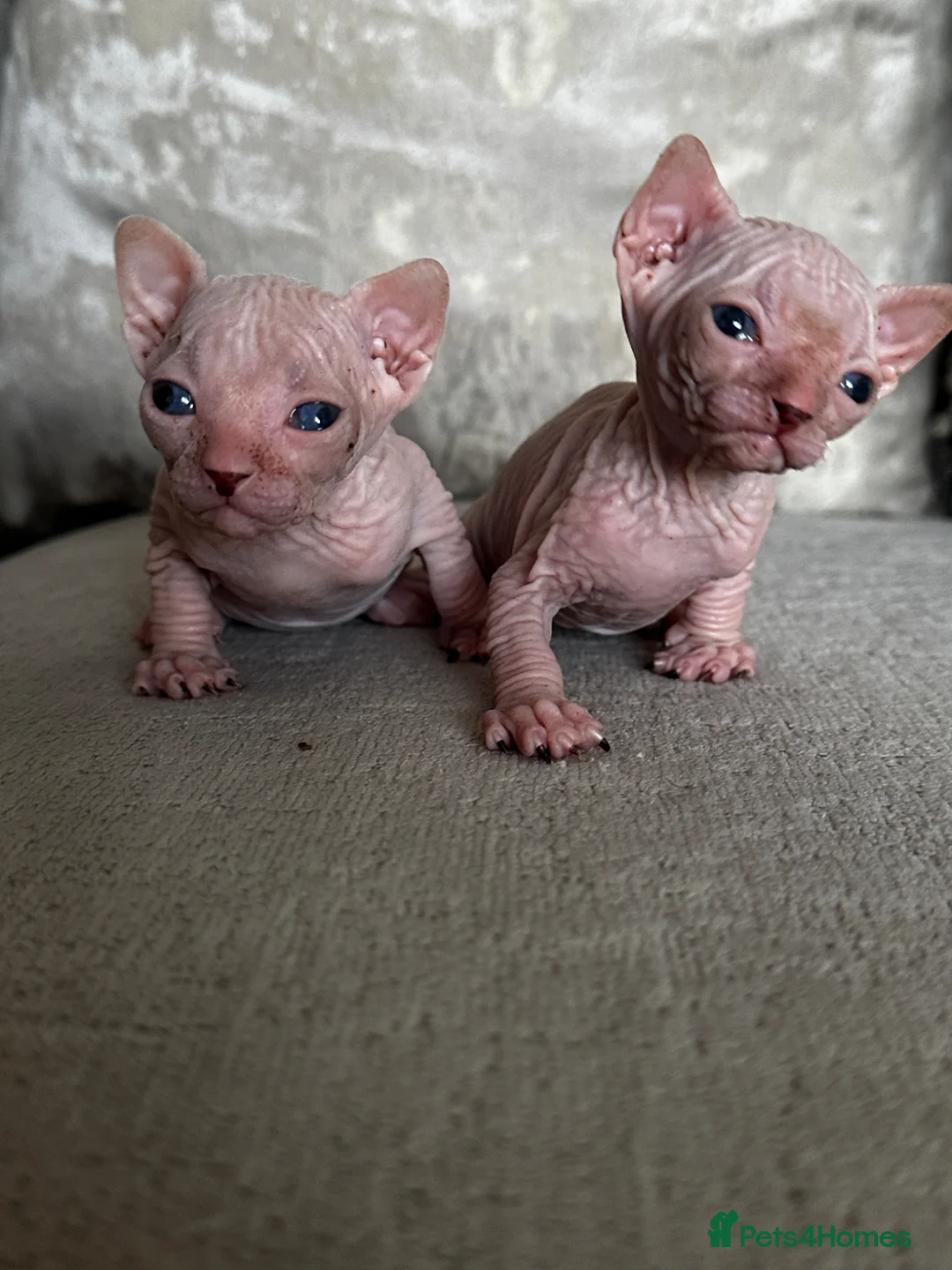 Sphynx cats for sale: Two male pink wrinkled Sphynx kittens  in Wirral - Advert 1