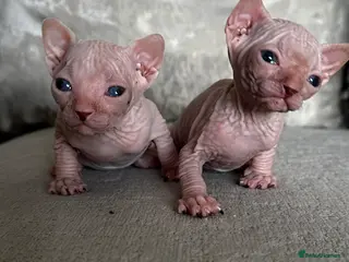 Sphynx cats Two male pink wrinkled Sphynx kittens - Advert 14