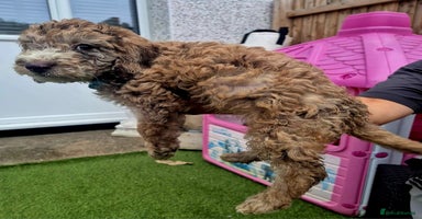 Toy Poodle dogs - Advert 16