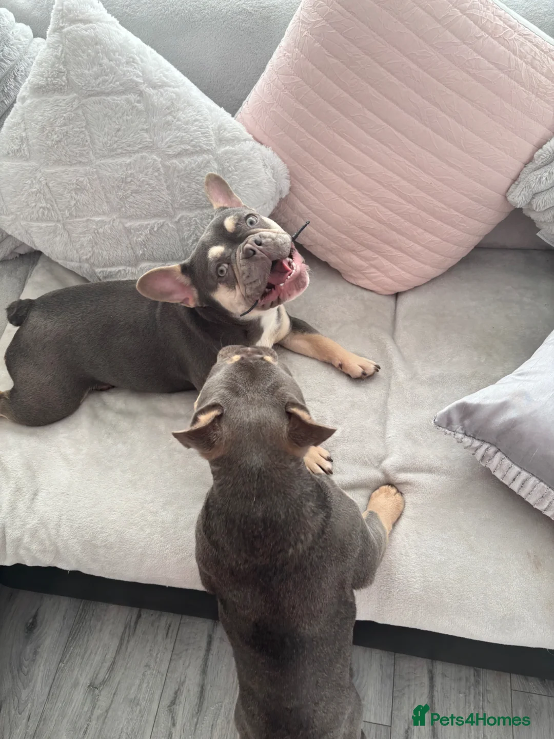 French Bulldog dogs for sale: Male and female French bulldog  in Washington - Advert 2