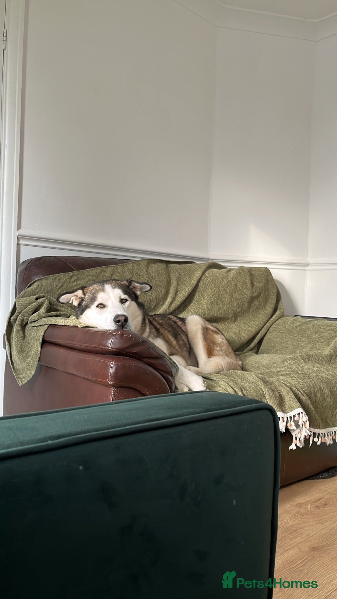 Siberian Husky dogs for sale: Husky boy looking for forever home - Advert 3