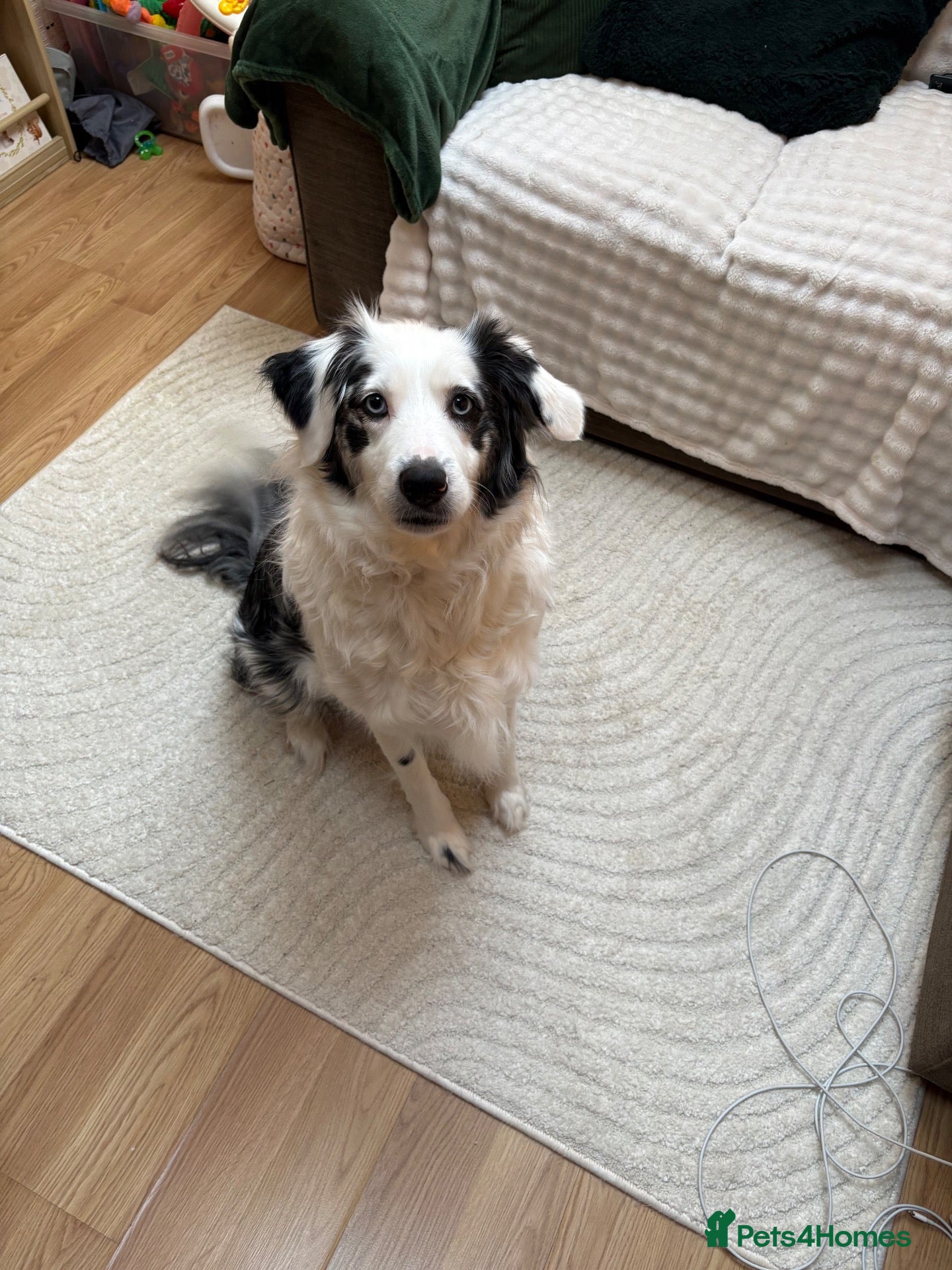 Mixed Breed dogs for sale: Beautiful 6 year old Collie Female - Advert 13