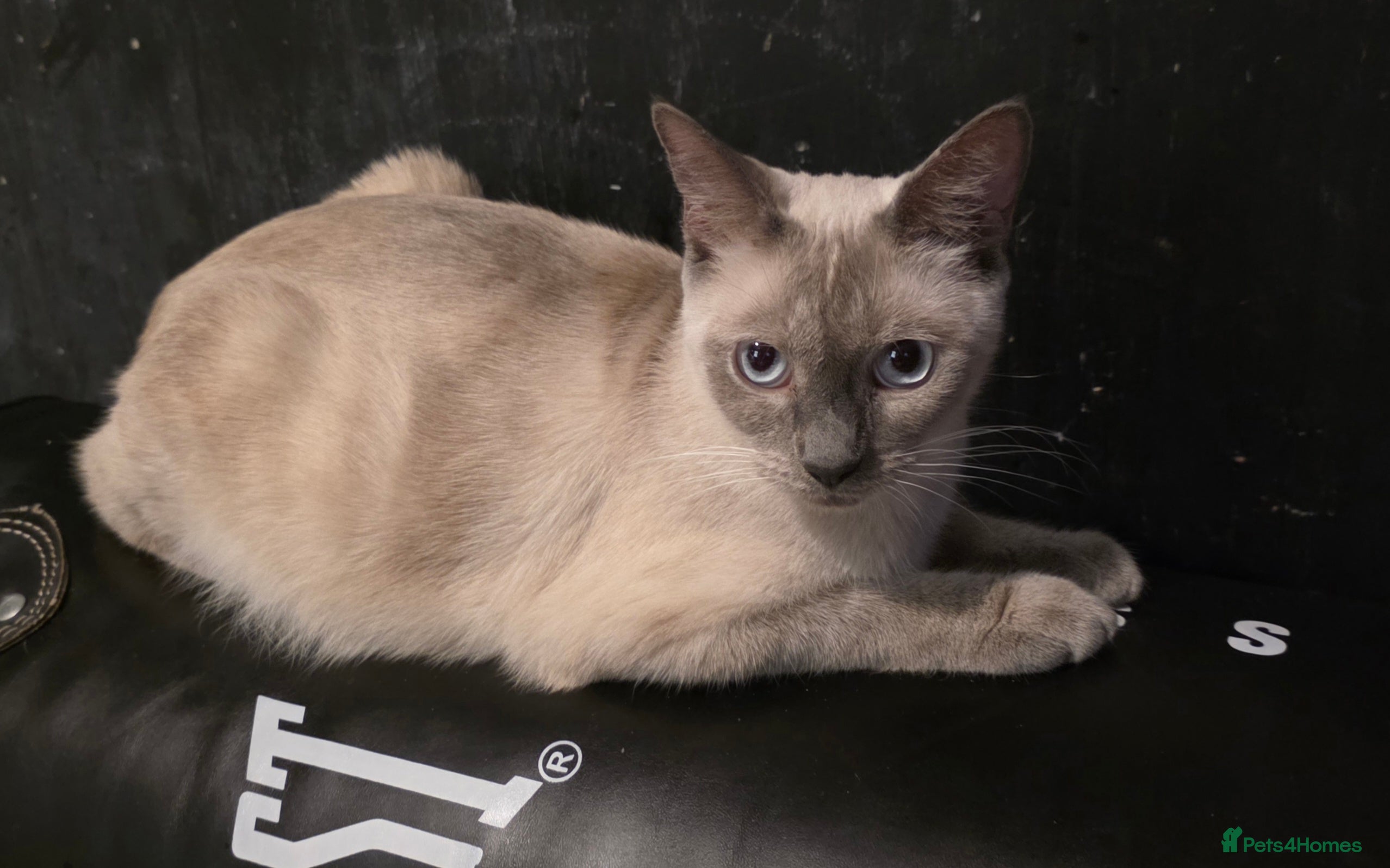 Siamese cats Mr paws miss fluffy and miss stripes  - Advert 2