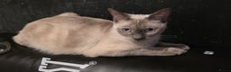 Siamese cats for sale: Mr paws miss fluffy and miss stripes  - Advert 1