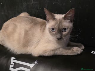 Siamese cats Mr paws miss fluffy and miss stripes - Advert 2