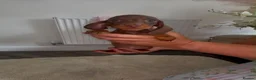 Dachshund dogs for sale: Dachshund puppies 🐶  - Advert 2