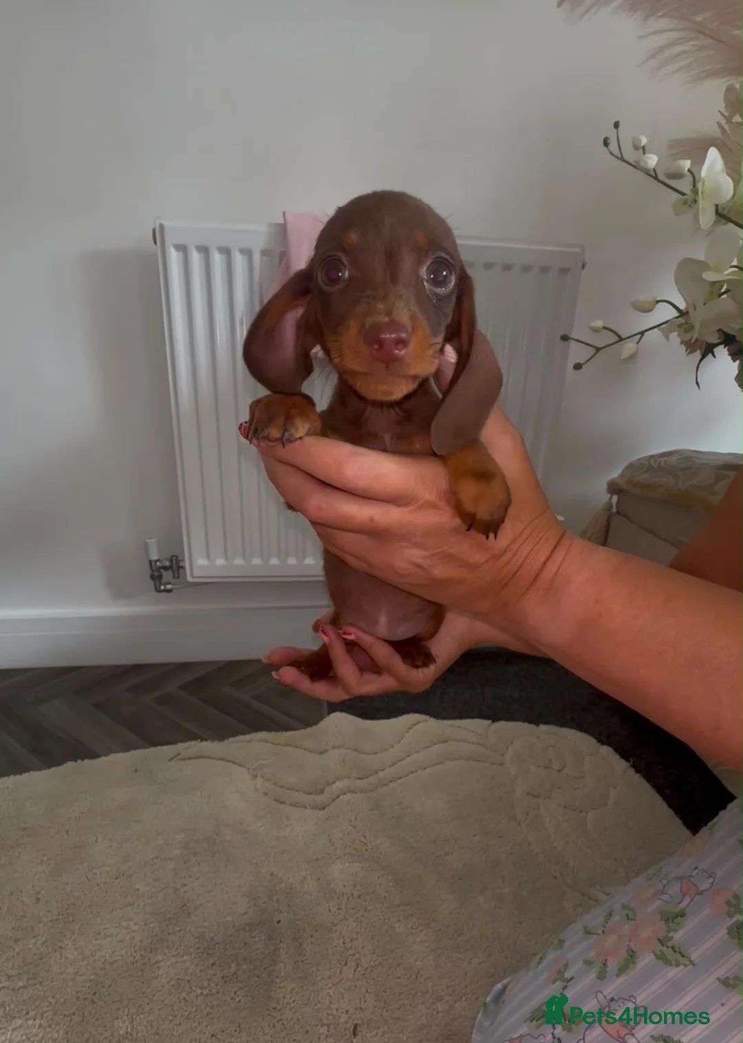 Dachshund dogs for sale: Dachshund puppies 🐶  - Advert 2