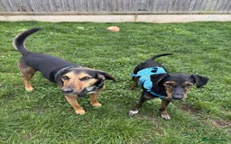 Mixed Breed dogs for adoption: Puppy Rina is waiting for you! - Image 2