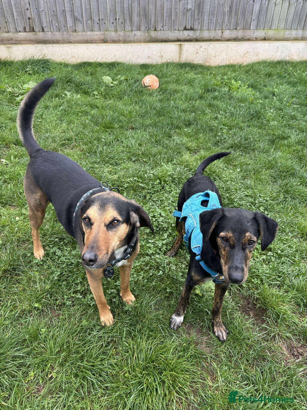 Mixed Breed dogs for adoption: Puppy Rina is waiting for you! - Image 2