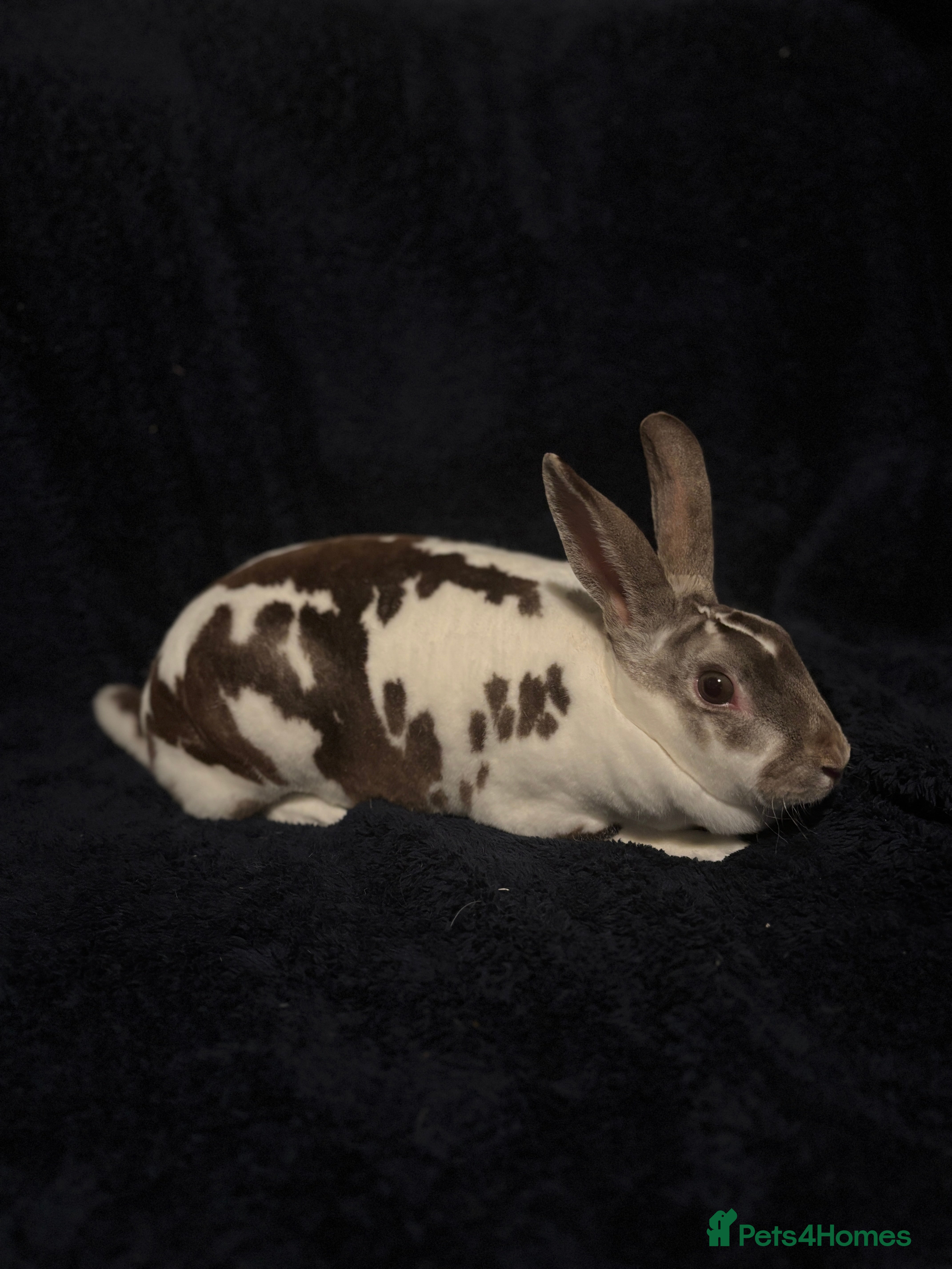 Rex rabbits Beautiful proven mini Rex doe for sale ✨ - Advert 18
