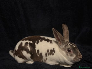 Rex rabbits Beautiful proven mini Rex doe for sale ✨ - Advert 11