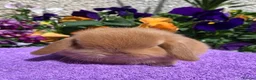 Mini Lop rabbits for sale: Gorgeous, purebred Mini lop babies ready October - Advert 1