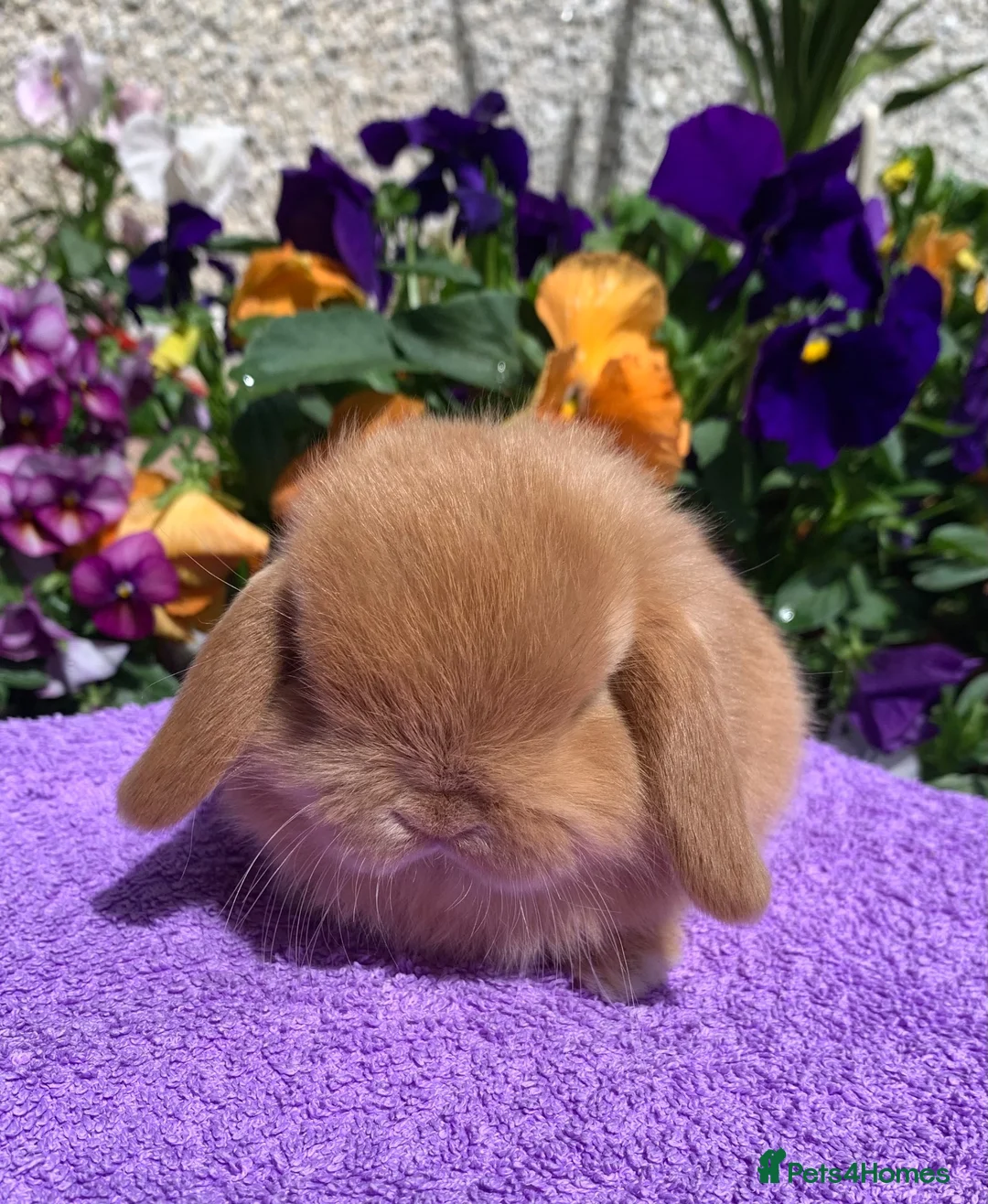 Mini Lop rabbits for sale: Gorgeous, purebred Mini lop babies ready October - Advert 1