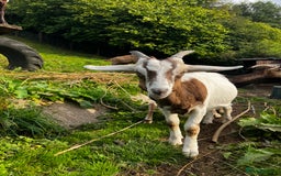 Goats livestock for sale: Wether Goat Kid 6 months - Image 5