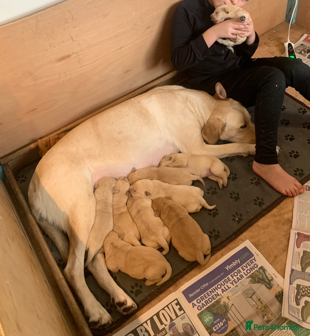 Labrador Retriever dogs for sale: PREMIUM KC REG YELLOW LABRADOR RETRIEVER PUPPIES - Advert 1