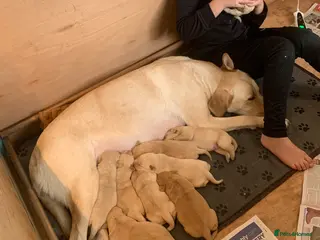 Labrador Retriever dogs PREMIUM KC REG YELLOW LABRADOR RETRIEVER PUPPIES - Advert 2