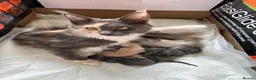 Maine Coon cats for sale: Maine coon kittens  - Advert 1