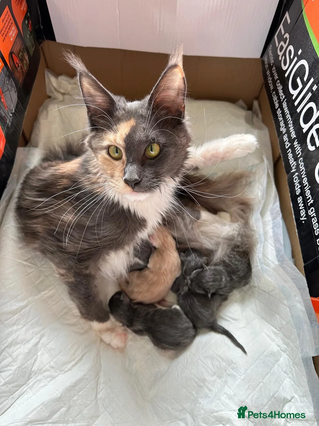 Maine Coon cats for sale: Maine coon kittens  - Advert 1