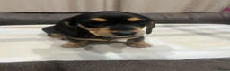 Miniature Dachshund dogs for sale: Stunning Miniature Daschund Puppies - Advert 15