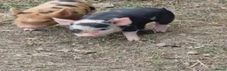 Pig livestock for sale: Piglets - Advert 3
