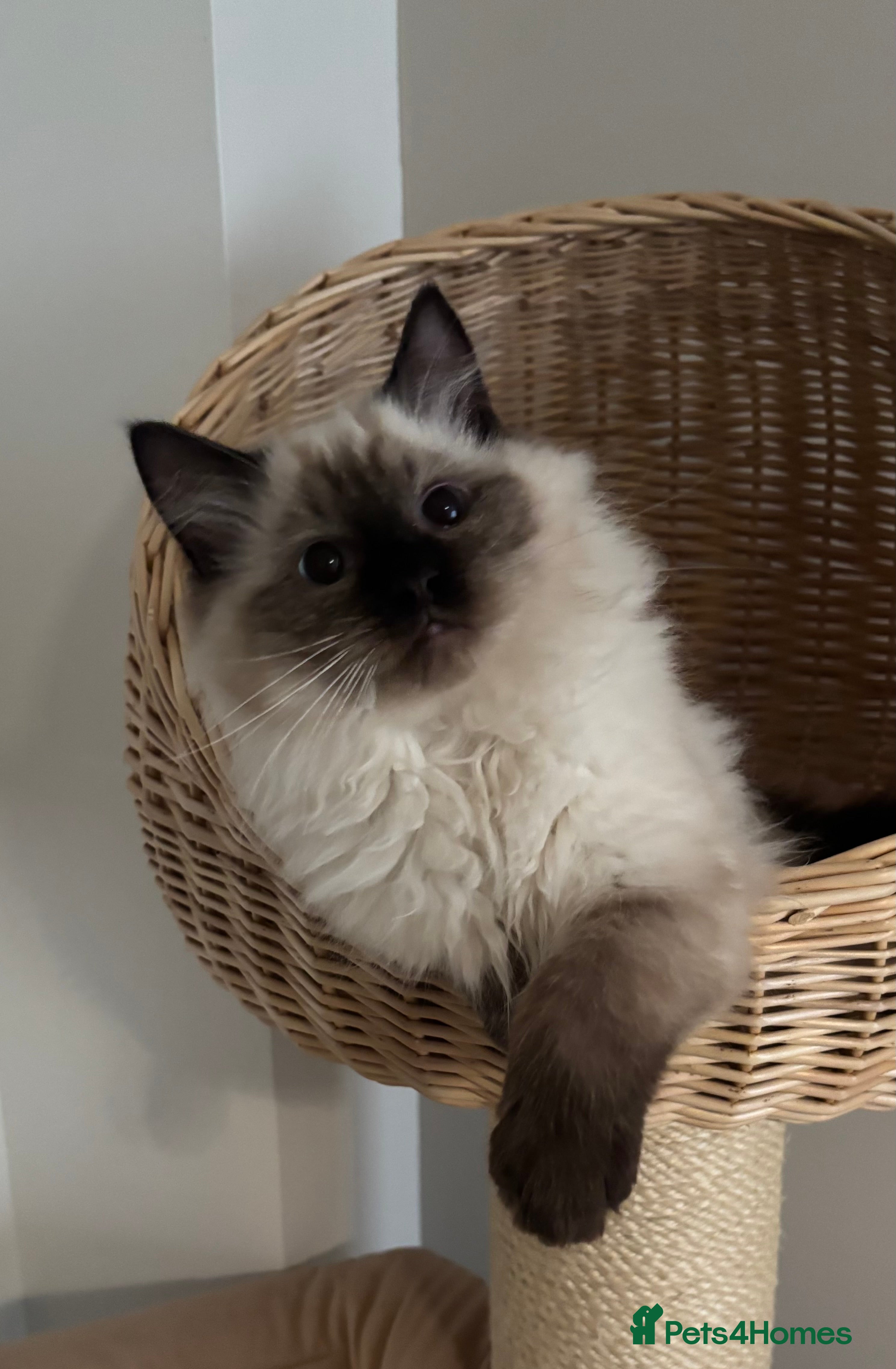 Ragdoll cats Stunning seal colourpoint boy gccf registered  - Advert 7