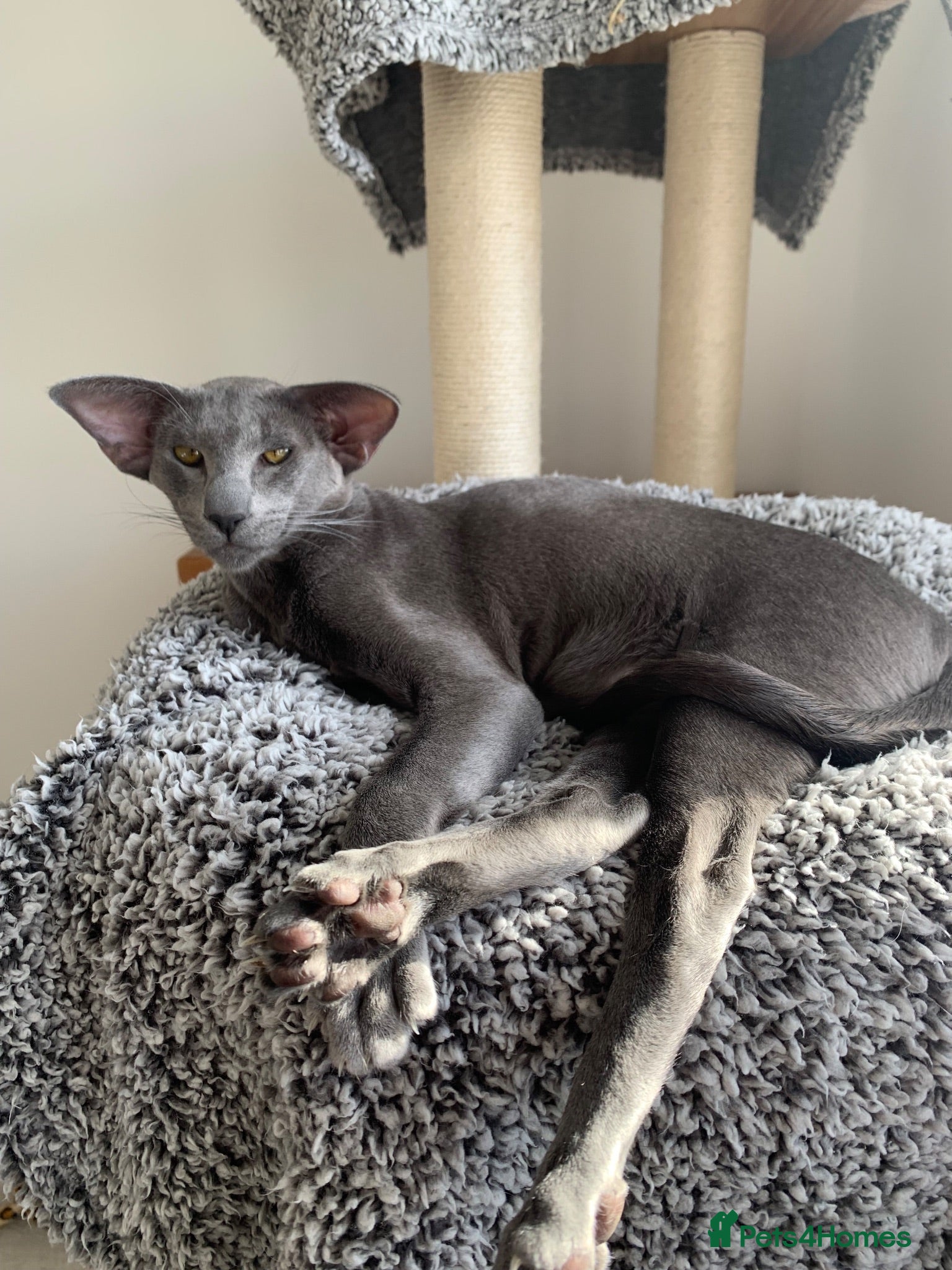 Oriental cats Stunning Blue 1yr Old Spayed Girl - Advert 1