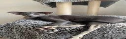 Oriental cats for sale: Stunning Blue 1yr Old Spayed Girl - Advert 1