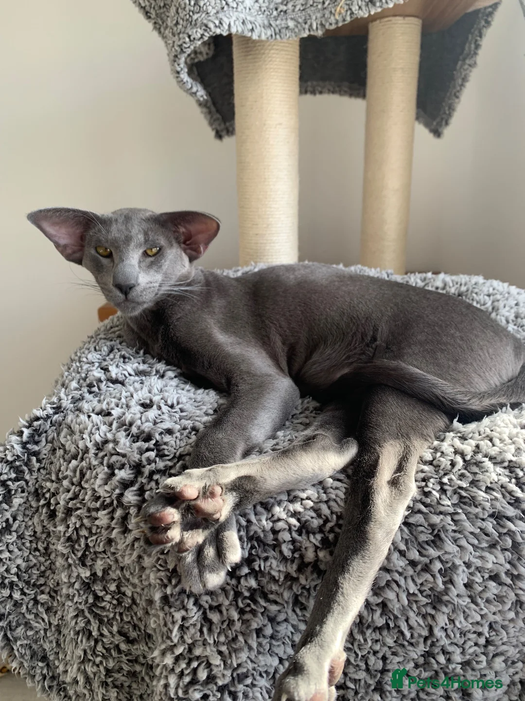 Oriental cats for sale: Stunning Blue 1yr Old Spayed Girl - Advert 1