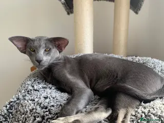 Oriental cats Stunning Blue 1yr Old Spayed Girl - Advert 1