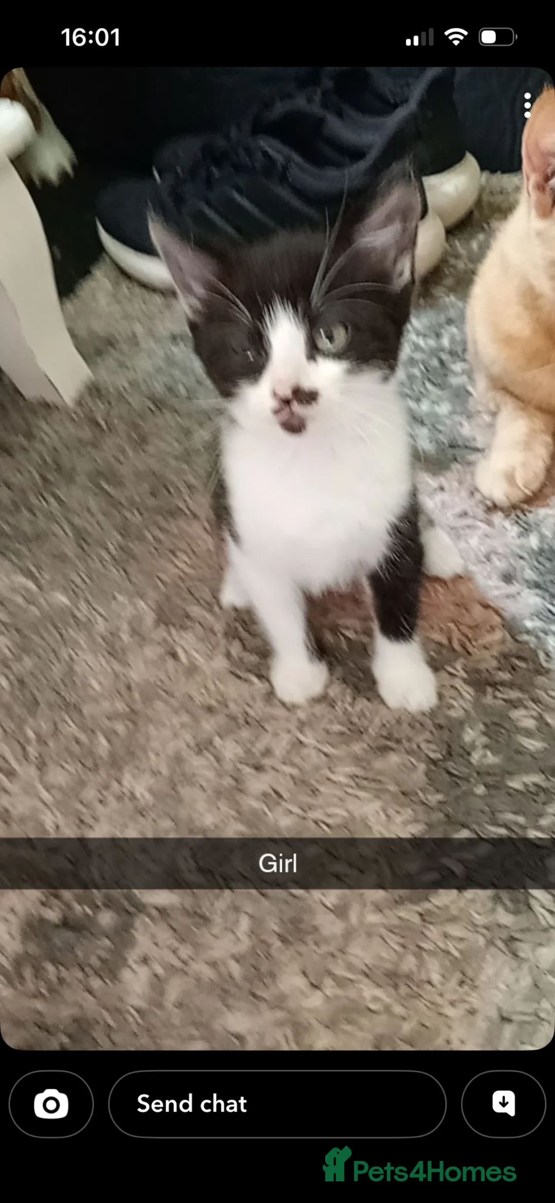 Mixed Breed cats for sale: Rescue kittens in Northwich - Advert 6