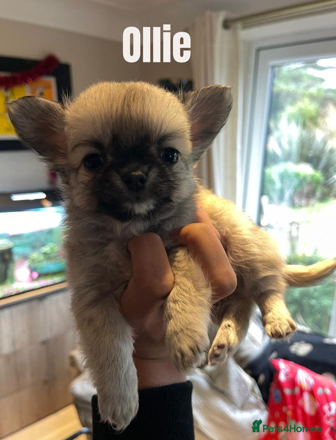 Chihuahua dogs for sale: CHIHUAHUA PUPPIES, 5 boys  - Advert 6