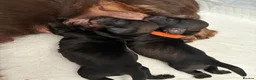 Miniature Dachshund dogs for sale: Wire Haired miniature Dachshunds - Advert 8