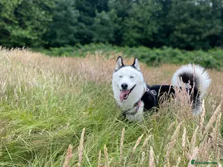 Siberian Husky dogs Stunning Blue eye Sibrian Husky for Stud (Proven) in Liverpool - Advert 9