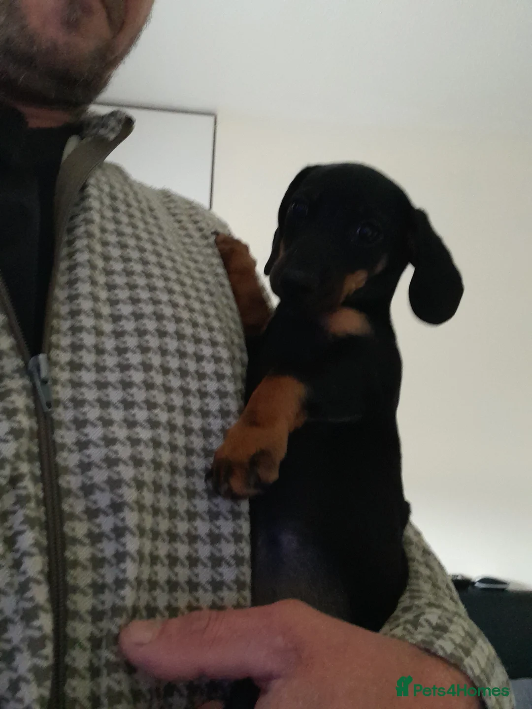 Miniature Dachshund dogs for sale: 13  week old mini dachshund puppy   - Advert 13