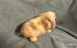 Mini Lop rabbits for sale: Mini Lop bunnies (3 Girls, 1 Boy) Ready to go - Image 11