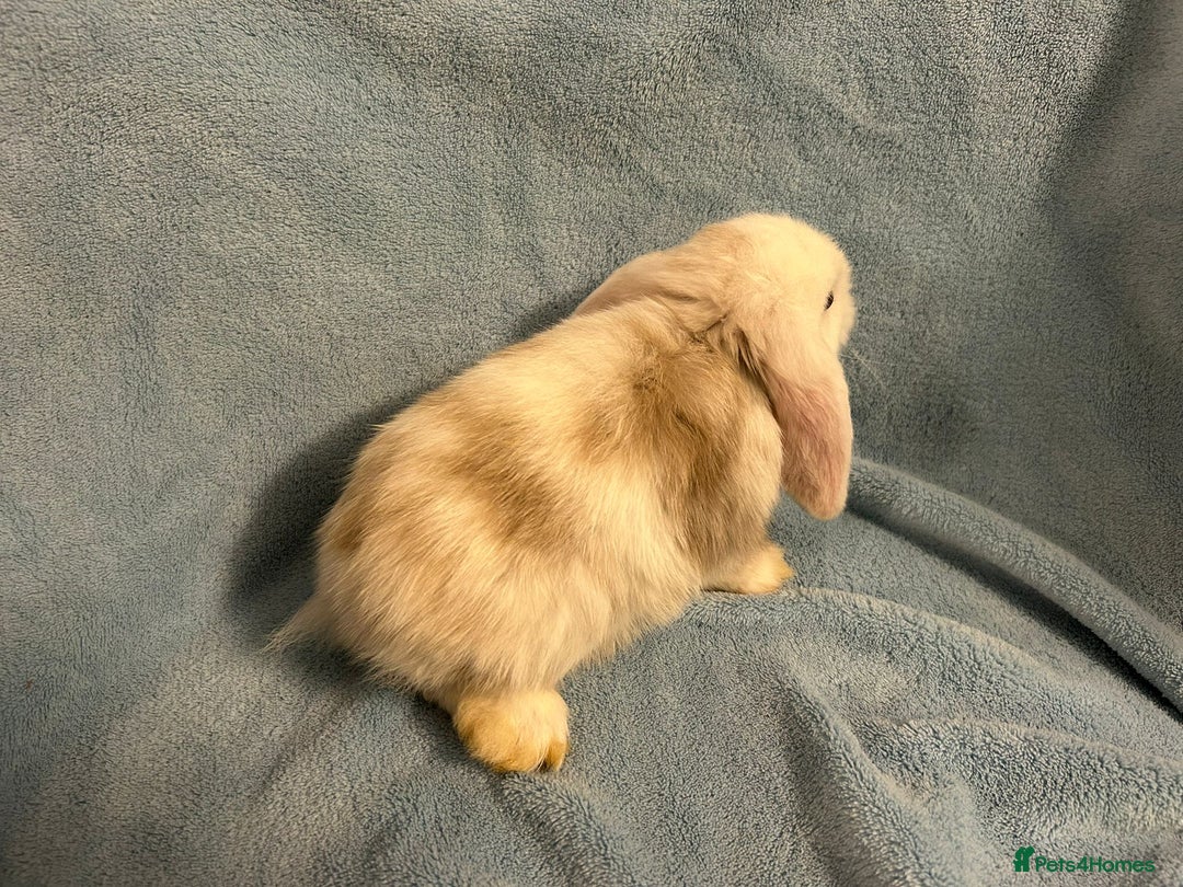 Mini Lop rabbits for sale: Mini Lop bunnies (3 Girls, 1 Boy) Ready to go - Image 11