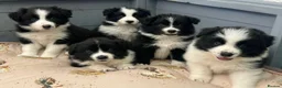 Border Collie dogs for sale: Show Quality KC Reg Border Collie Puppies  - Advert 3