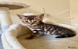 Bengal cats for sale: Bengal kittens  - Image 10